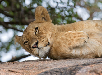 Young lion lying on a big rock. National Park. Kenya. Tanzania. Masai Mara. Serengeti. An excellent illustration.