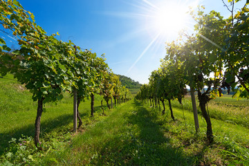 Italian Vineyards with Sun Rays / Typical Italian red grape vineyards at the base of the hill with...
