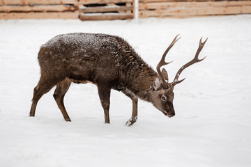 Wild deer on the snow background