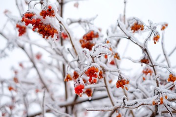 The berries on the trees in the ice
