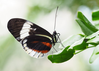 Tropical Butterfly Resting on Leaf