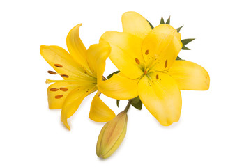 two huge yellow lilies and button
