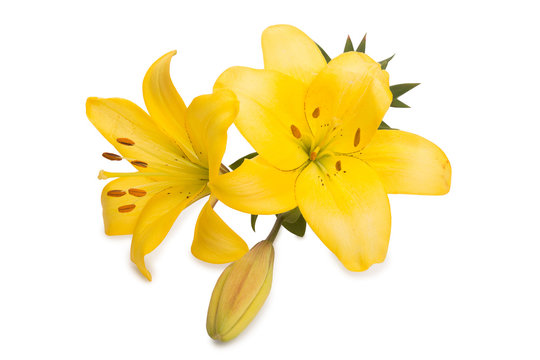 Fototapeta two huge yellow lilies and button