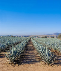 Tequila Landscape