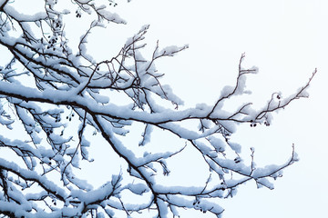 Winter in the forest