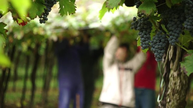 Vendemmia6
