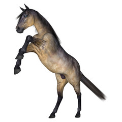 Grulla Horse on White