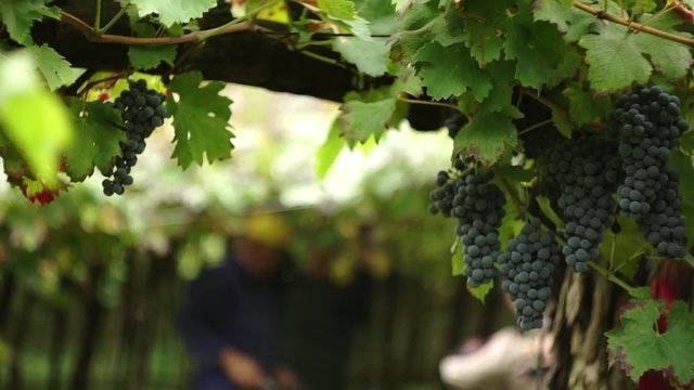Vendemmia5