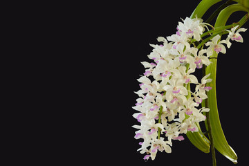 close up of small white purple spot colorful group flowers of th