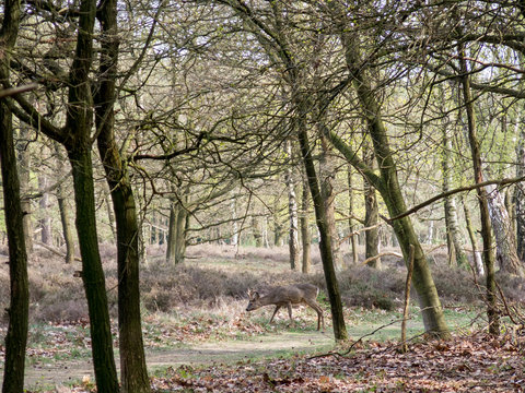 Roe deer buck camouflaged in woodlands in spring in the Gooi district, Netherlands