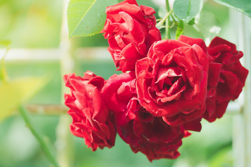 Roses in the garden filtered