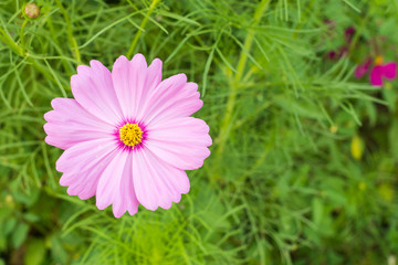 cosmos flower