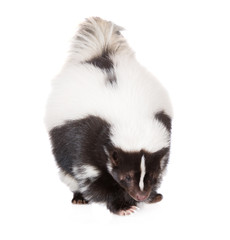 adorable skunk posing on white