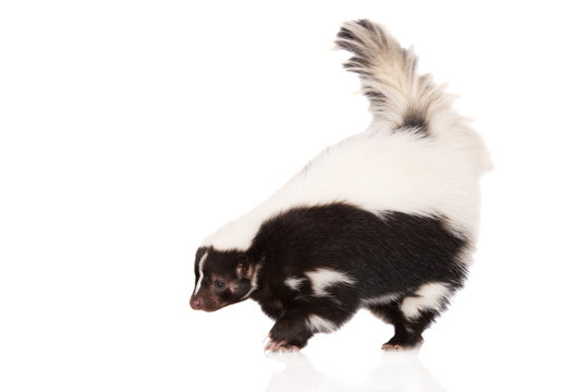 skunk on white background