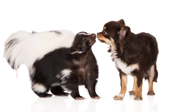 adorable chihuahua dog meets skunk