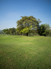Green summer park garden.