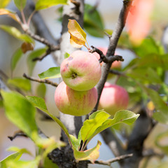 red apple on the tree in nature