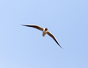 seagull flying in the sky