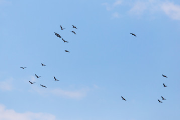 A flock of seagulls flying in the sky