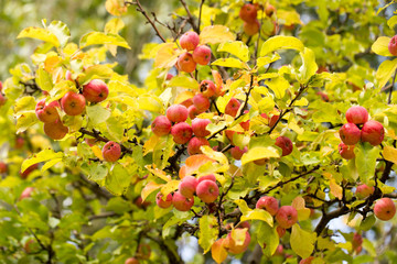 ripe apples on the tree in nature