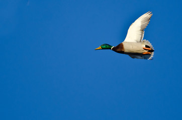 Male Mallard Duck Flying in a Blue Sky