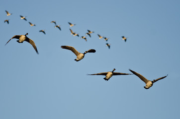 Four Canada Geese Flying in a Busy Sky