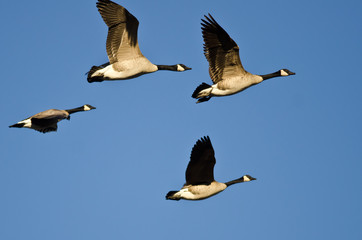 Obraz premium Flock of Canada Geese Flying in a Blue Sky