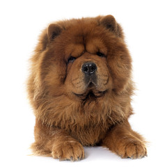 chow chow dog