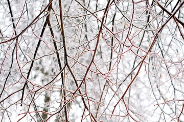 The branches in ice