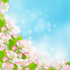 Fototapeta na wymiar Spring flowers. Apple blossoms blue sky background
