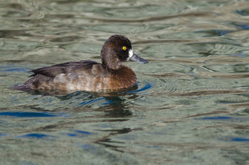 Female Scaup Duck Swimming in the Still Pond Waters