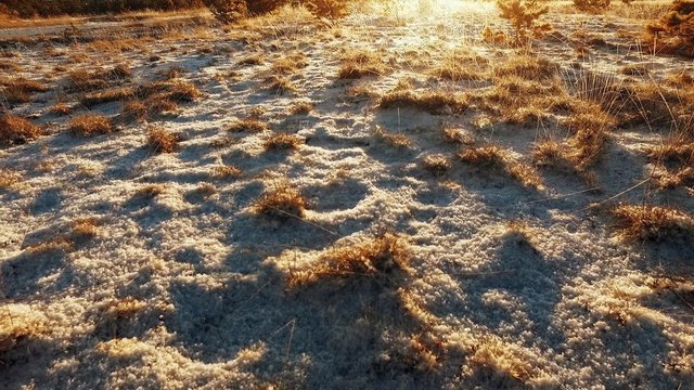 frozen grass on field at sunset