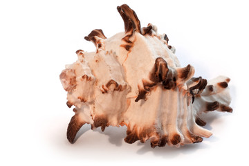 Sea shell isolated on white