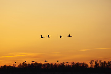 Fototapeta na wymiar Cranes thats fly in the evening light