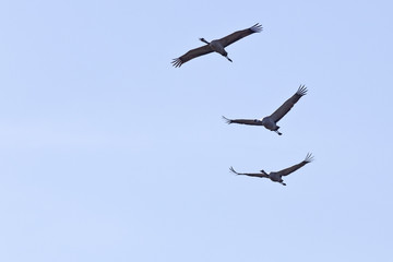 Common cranes flying