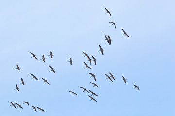 Common cranes flying