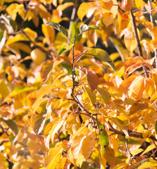 yellow leaves on the tree in autumn