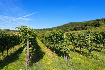 Italian Vineyards - Valpolicella Wine / Typical Italian red grape vineyards at the base of the hill...