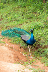 Fototapeta premium Peacock in natural habitat