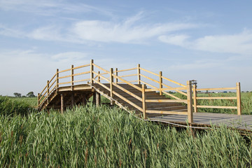 The wood bridge in wetland park