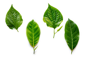 Leaves isolated on white background
