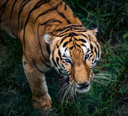 Bengal tiger