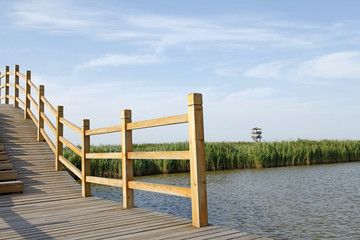 The wood bridge in wetland park