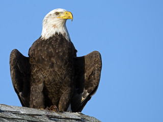 Bald Eagle Sitting on Roof