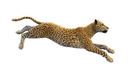 Fototapeta premium Leopard działa, dzikie zwierzę na białym tle