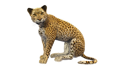 Leopard sitting, wild animal isolated on white background