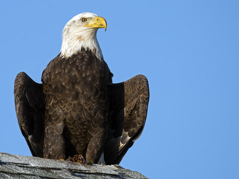 Bald Eagle Sitting On Roof