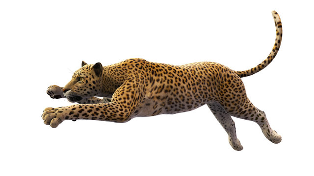 Leopard leaping, wild animal isolated on white background