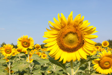 Closeup of a sunflower in the field