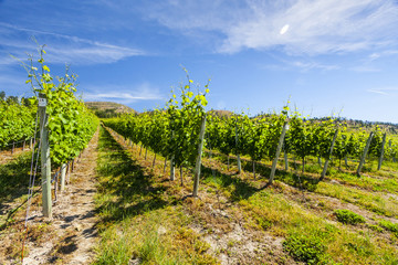 Fototapeta na wymiar Wine Grape Vineyard on Sunny Summer Day